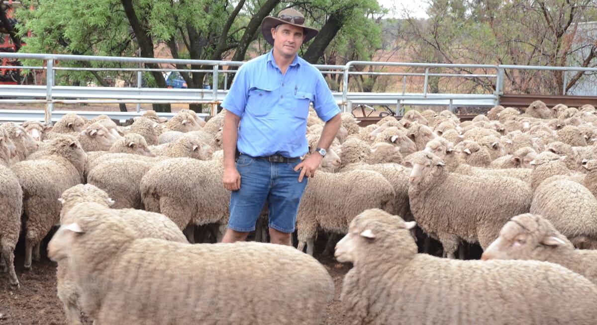 Darryl Kitto among his Pastora blood maiden ewes at Goyura, Tallimba, placed second in the competition.