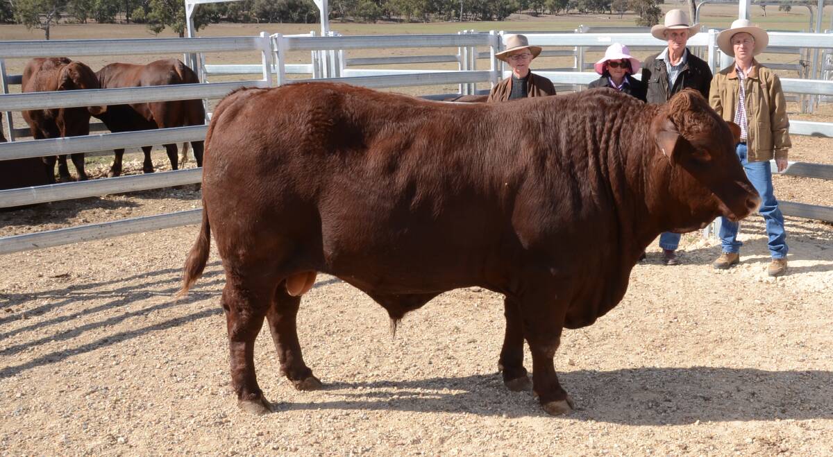 Hardigreen Park M50 made $9500. Moreton Rolfe, Garrie and Rita Turnbull, Brewarrina, and Col Patterson.