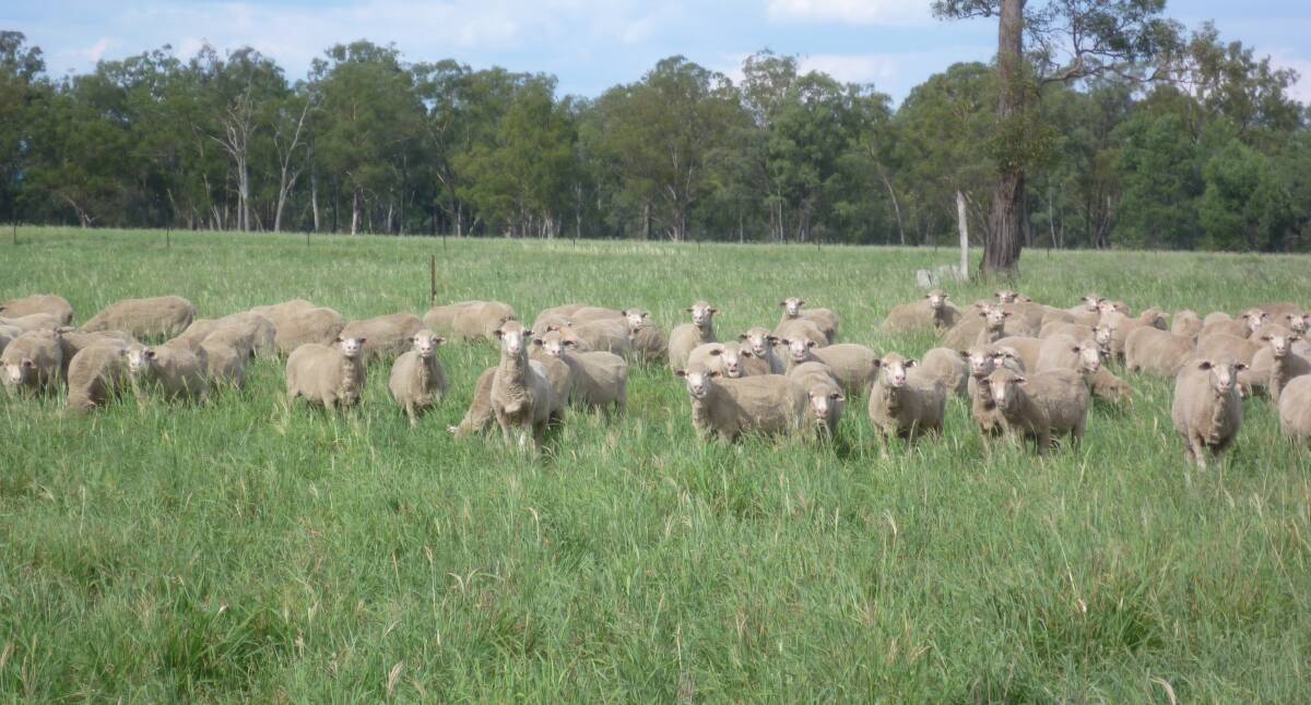Tropical grass pastures can commonly outcompete species like wire grass that present a summer grass seed problem to many sheep enterprises.