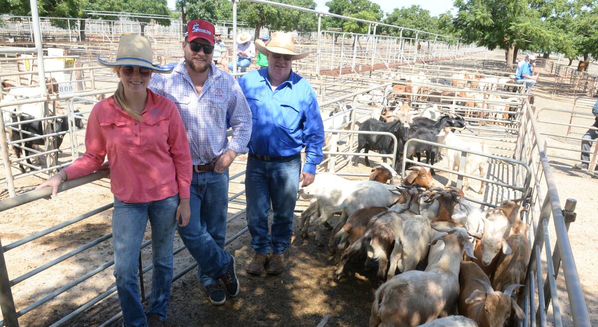 Jas Newton with George and Rob Harris, Bangalay North, Coonabarabran, with first-cross billies that sold for $116.