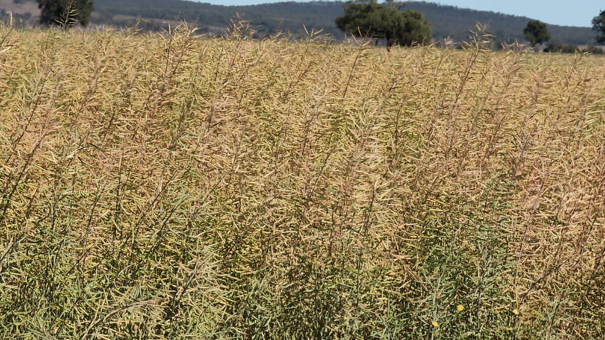 Despite trials conducted in drought years 2017 to 2019, canola was able to access good levels of fertiliser phosphorus applied by topdressing ahead of sowing.