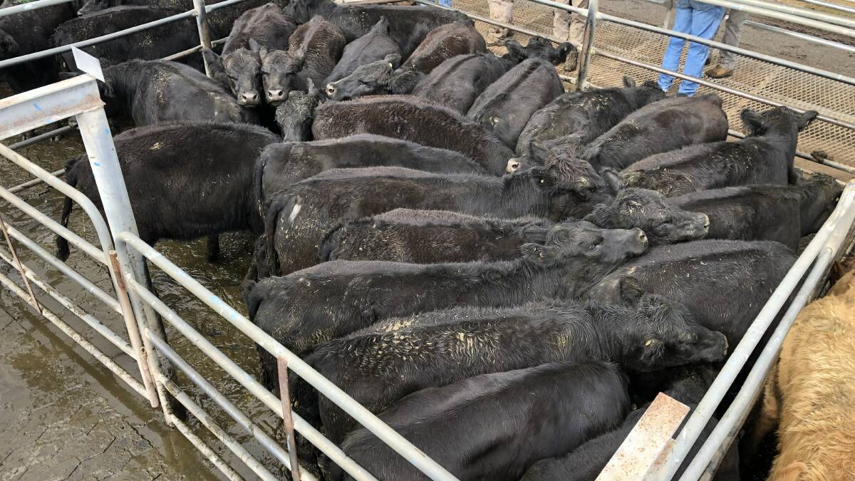 Nutrien Milling Thomas sold two yards of these yearling heifers for clients from the Geurie district at 402.2c/kg at Dubbo. Elders Tamworth agent Jon Goudge says females are better buys at present.
