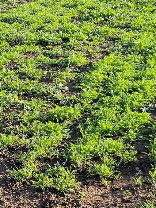 Biserrula at Uranquinty July 2020, from summer sowing of unprocessed seed. Research agronomist Belinda Hackney has regularly recorded far earlier establishment and far greater production using unprocessed seed sown in summer.