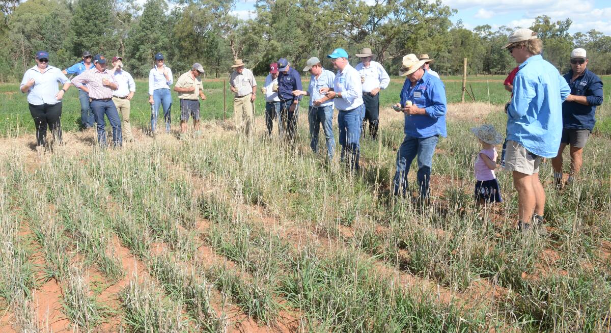 Winter pasture trials at the Bogan gate site between Bogan Gate and Trundle attracted great interest during a visit by attendees of the recent Trundle Merino ewe competition.
The next field day is on April 13. Mark Griggs photo.