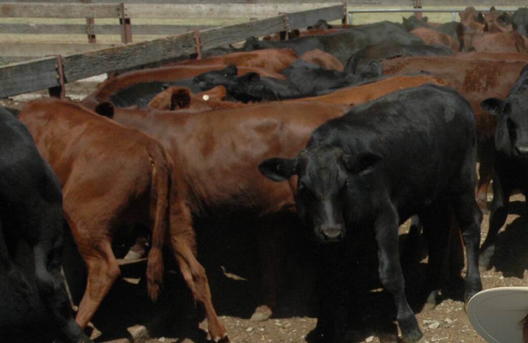 Restockers from Wandoan and Roma, Queensland, were among weaner buyers at Gunnedah last Thursday, pushing prices firmer to $1070 and $910 average for steers.