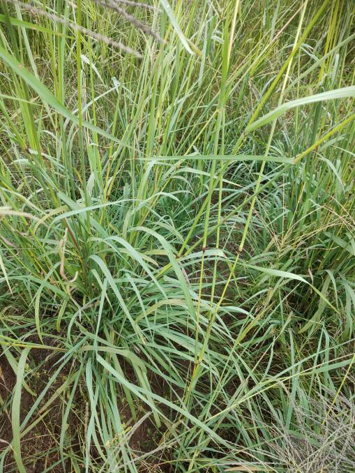 Tropical grasses like Premier digit can regrow off summer and autumn rain even if matured from earlier rains. Regrowth feed quality can be high if soil fertility is good.
