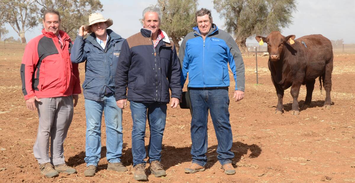Top-priced Royalla Tsar M252 at $16,000 sold to Terra stud, Dubbo. Pictured is Elders auctioneer Brian Kennedy; Justin Sanderson, Richardson and Sinclair, Warren; buyer Terry Williams, and Nic Job of Royalla stud, Yeoval.