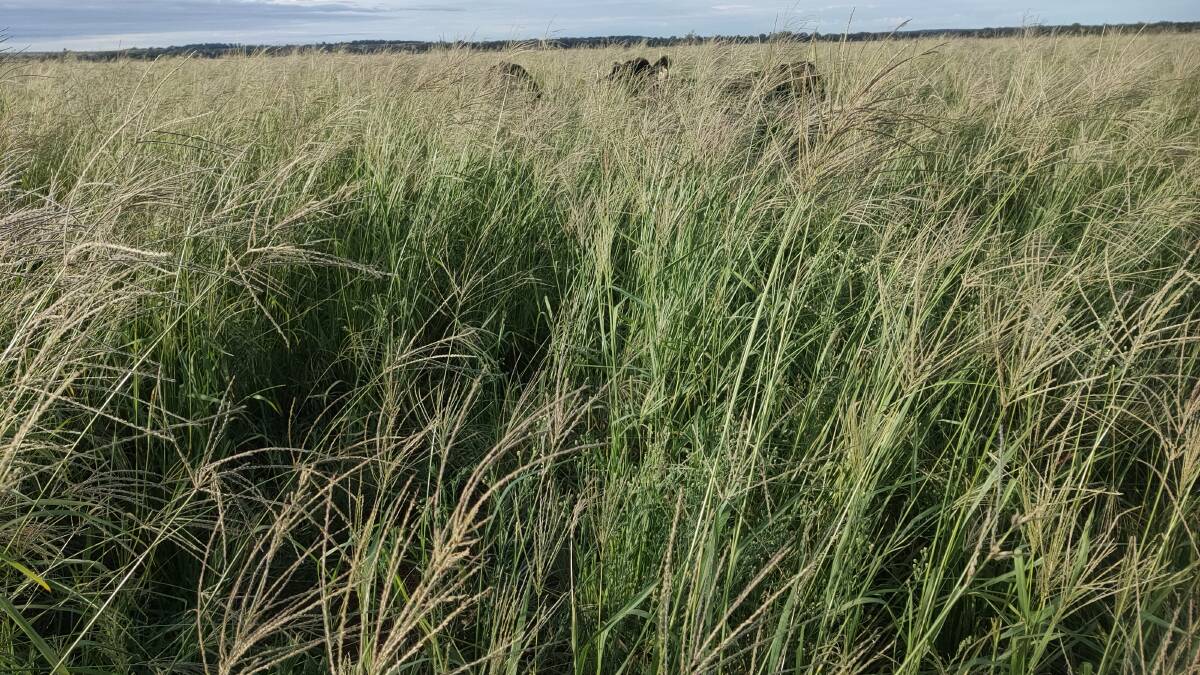 An early February 2021 view of steers grazing Premier digit grass pasture. Drymatter levels of this stand are over 8t/ha with feed of sufficient quality for steers to gain over 1kg/day/head.