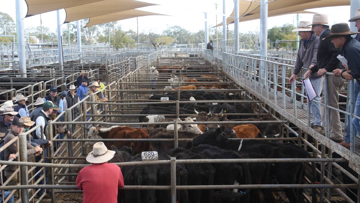 Just 600 head yarded with majority being steer and heifer weaners. CPS's Bryce and Wes Thomas selling on the catwalk.