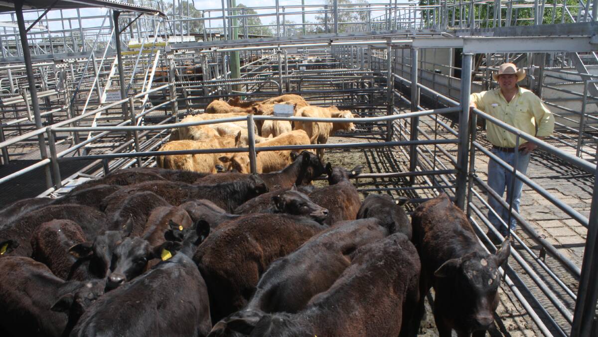 Daniel Armitage, Ray White Rural, Dubbo with a line of 22 Angus/Droughtmaster cross steer weaners which sold for $615/head at Dubbo's store cattle sale.