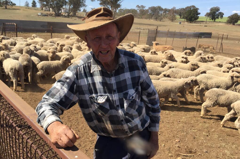 Octogenarian Roley Lyons enjoys breeding and running Merino wethers on Womera, Euchareena. He is pictured with some of his ewe lambs in the yards at drenching time after grazing on some oat crop.