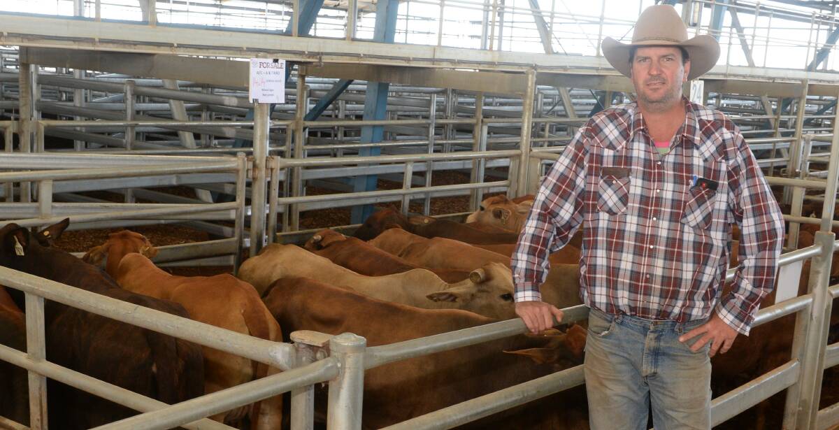 Rory Ryan, Gillmore Poll Dorsets, Paschendale, Yeoval, paid $2060 a unit for 14 Santa Gertrudis cows with calves at foot two to four months offered for Angus Bird, Waroo.