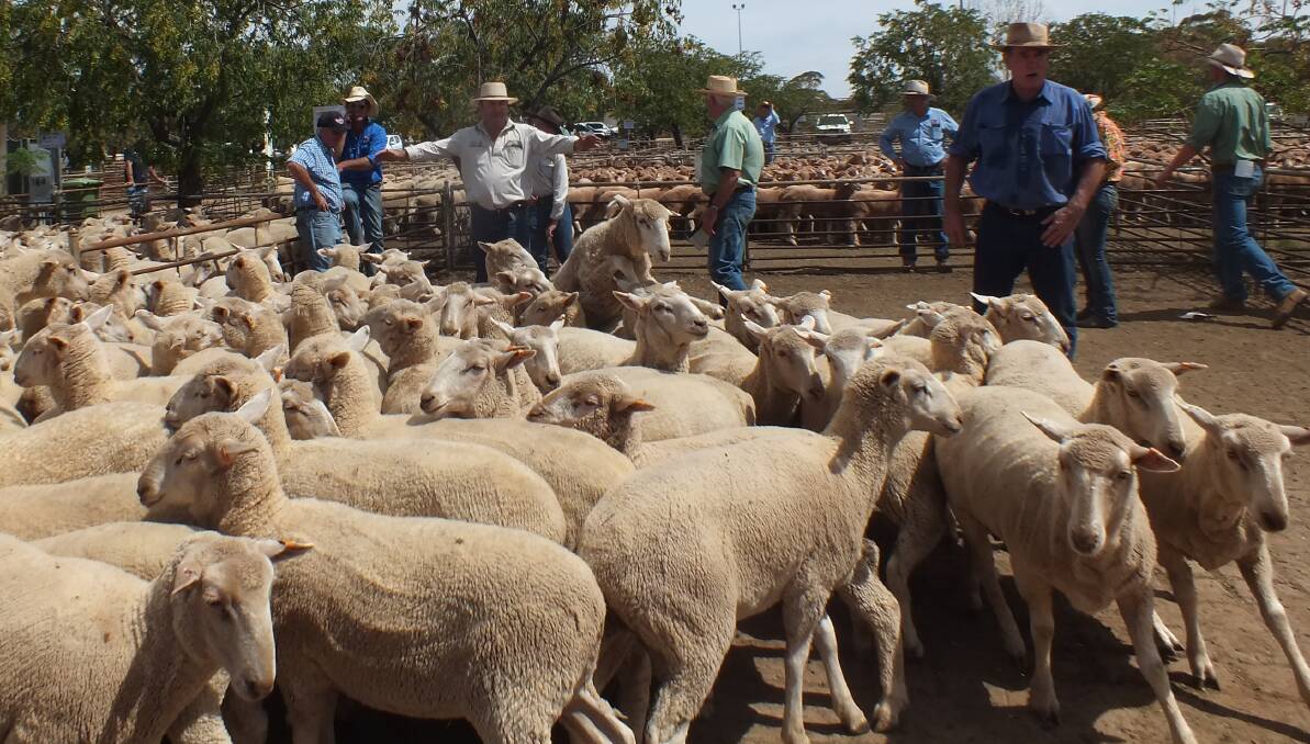 Paul Quade moves ewes forward as Greg Moncrief sells for Quade Moncrieff Stock and Property at the West Wyalong store sheep sale an Wednesday last week when first-cross lamb ewes topped the sale at $138 a head.