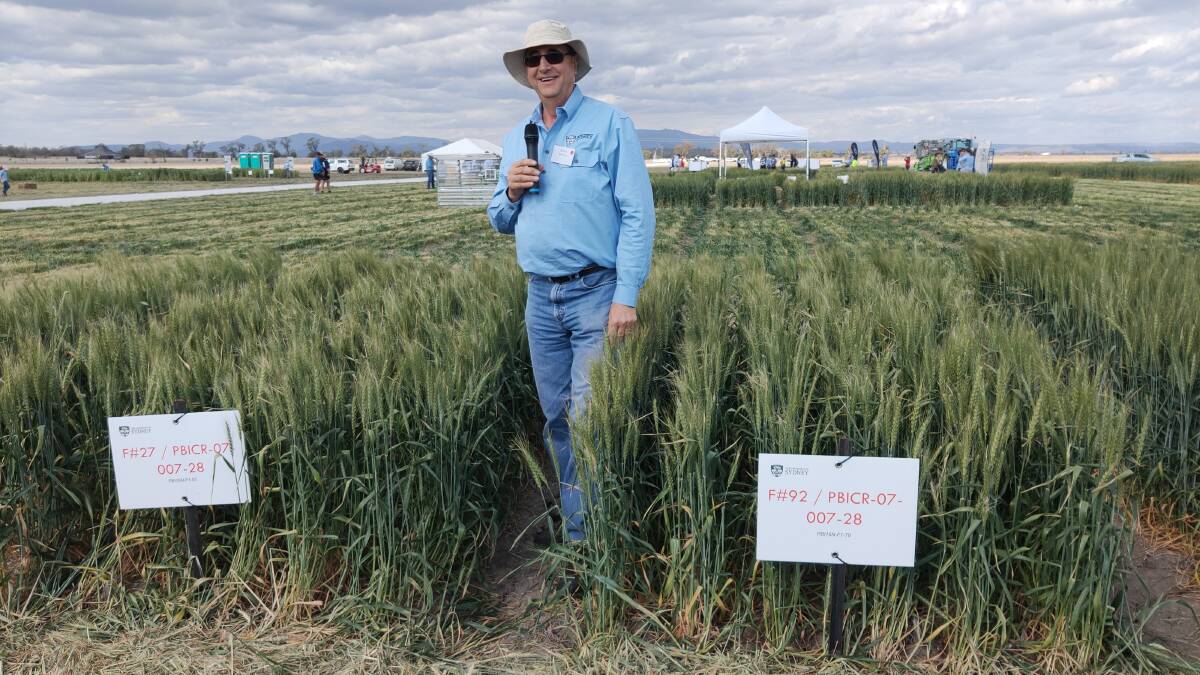 Director of Sydney University Plant Breeding Institute, Professor Richard Trethowan, believes Dr Davies' program is very successful with more to be achieved.