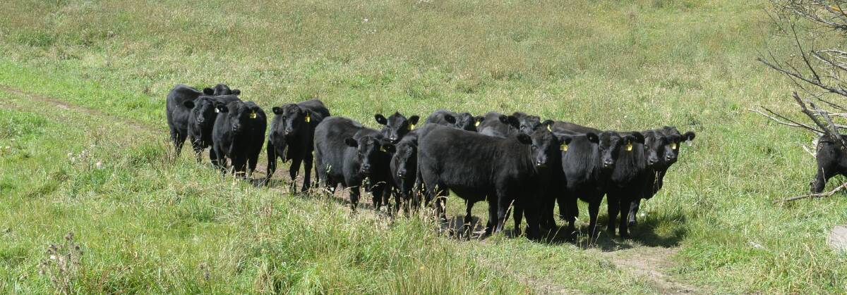 Calves just weaned will head to the feedlot next month.