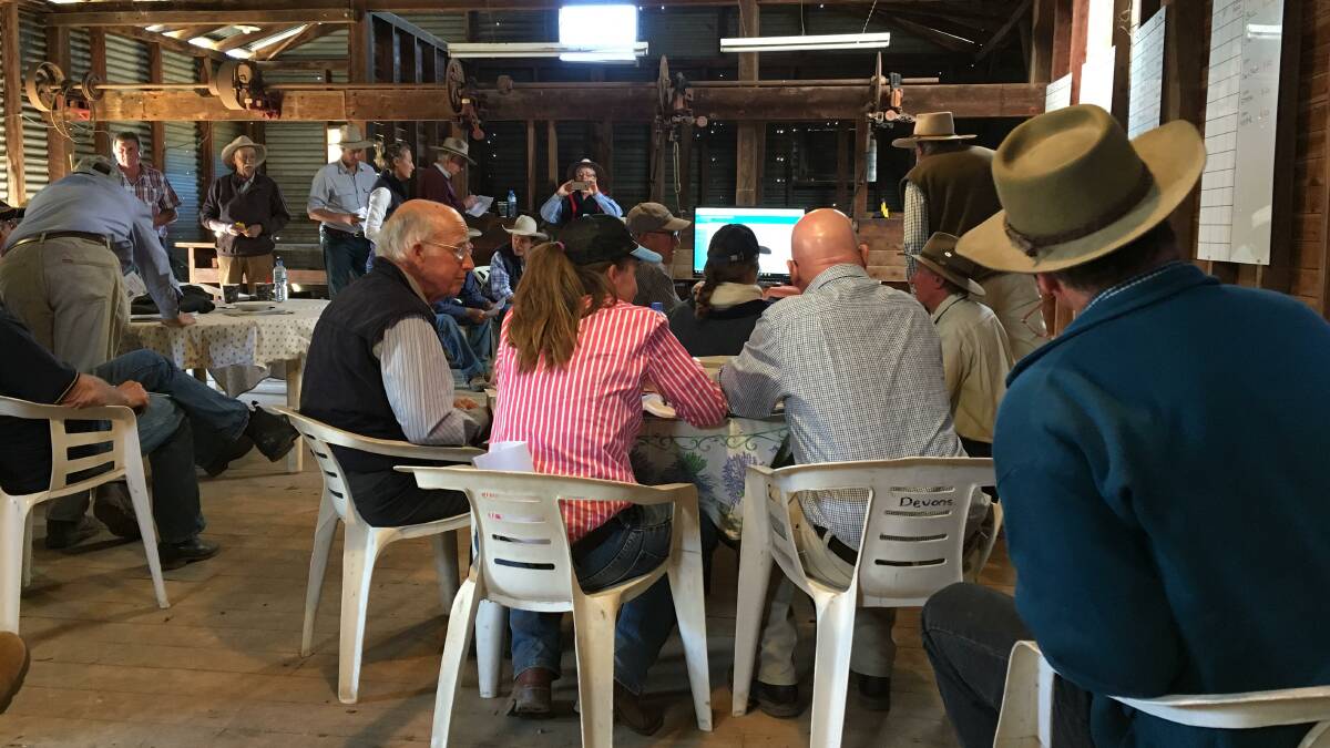 The helmsman sale scene during the Inland Devon Breeders sale at Coonabarabran last Friday where 18 bulls were sold plus 50 females and steers sold on AuctionsPlus. 