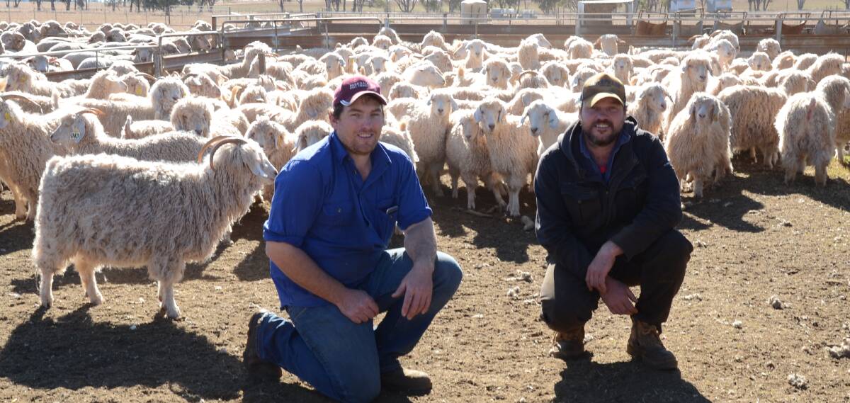 Scott and Robert Mudford with some of their Angora/Australian Bush Goats crossbred does at Parkdale, Dubbo. They are shearing every six-months for mohair exported to South Africa.