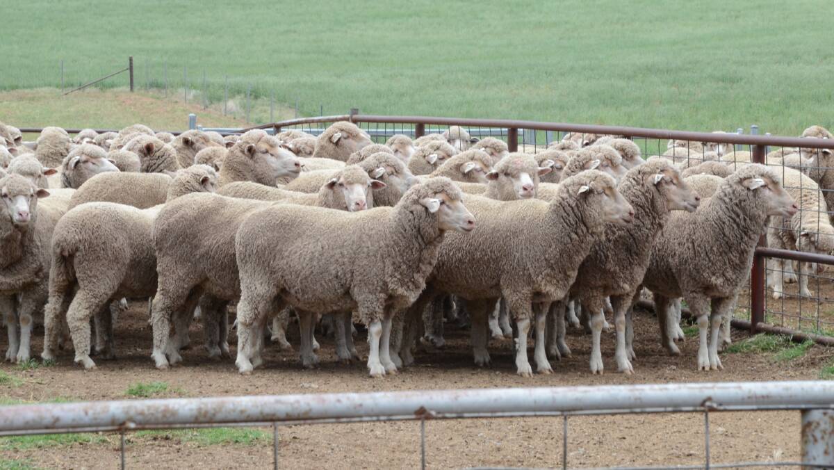 Some of the growthy maiden ewes bred at Milburn Creek, Woodstock. The flock average micron is 18.6 micron and average fleece cut is 6.5 kilograms.