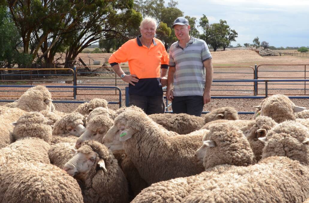 Keith and Michael Rees among their winning Pooginook maiden ewes at Sydenham, Kildary. 