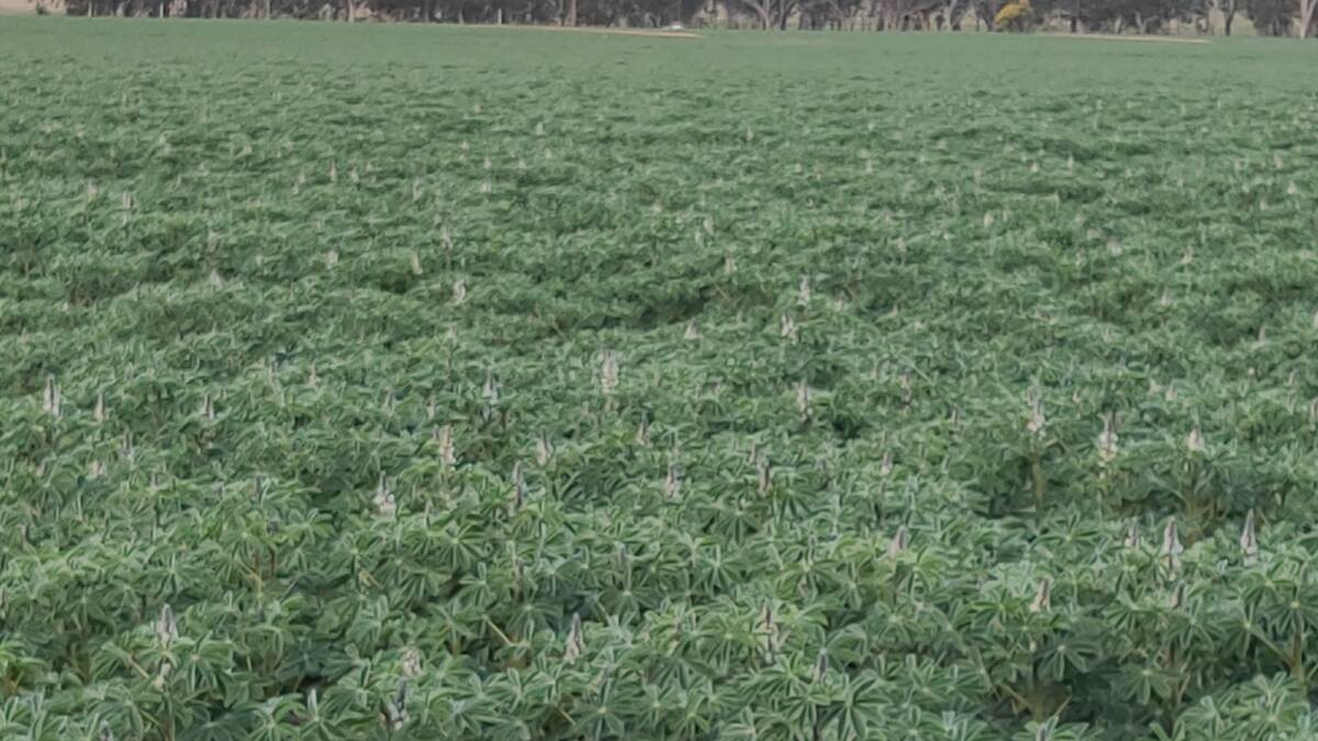 An excellent 2020 lupin crop. Efficient storage of fallow rainfall is especially important if the crop has experienced a dry late winter, early spring. 
