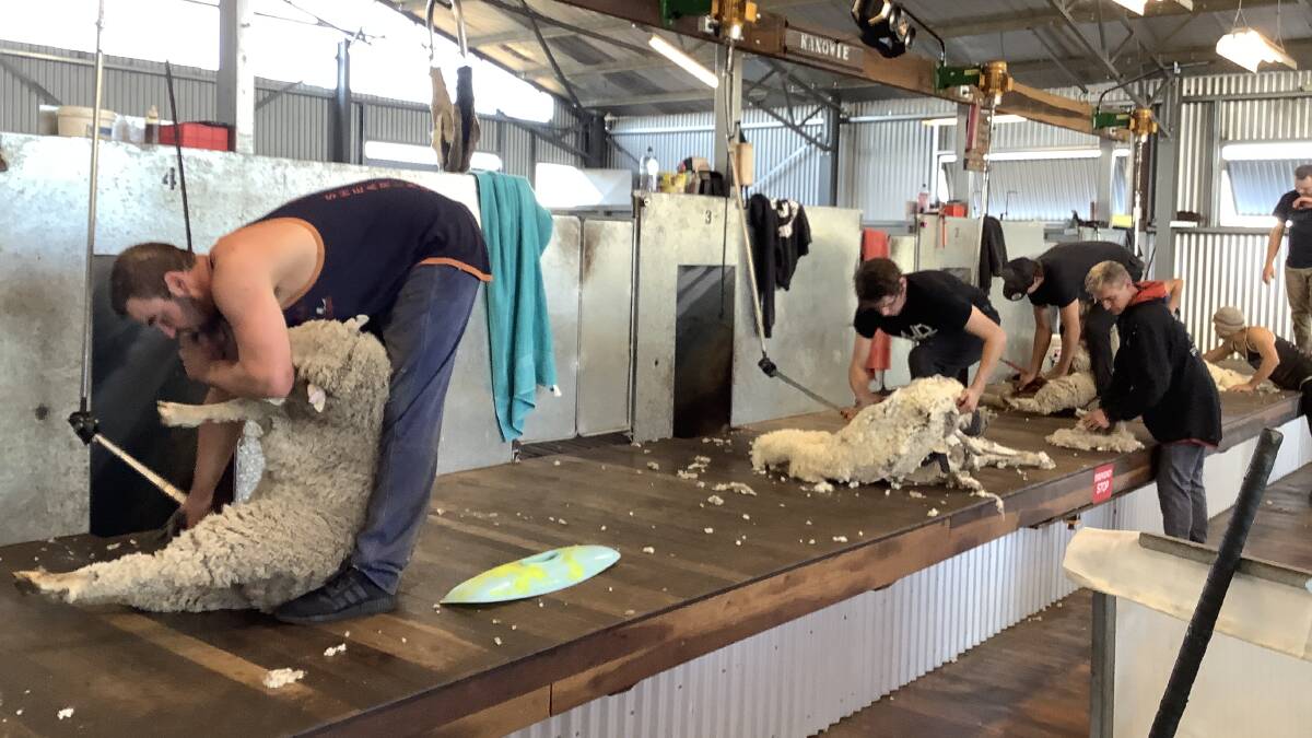 Intermediate shearers on the board in the AWI shearing school at Kanowie, Bungarby. Photos: Nicole Murphy