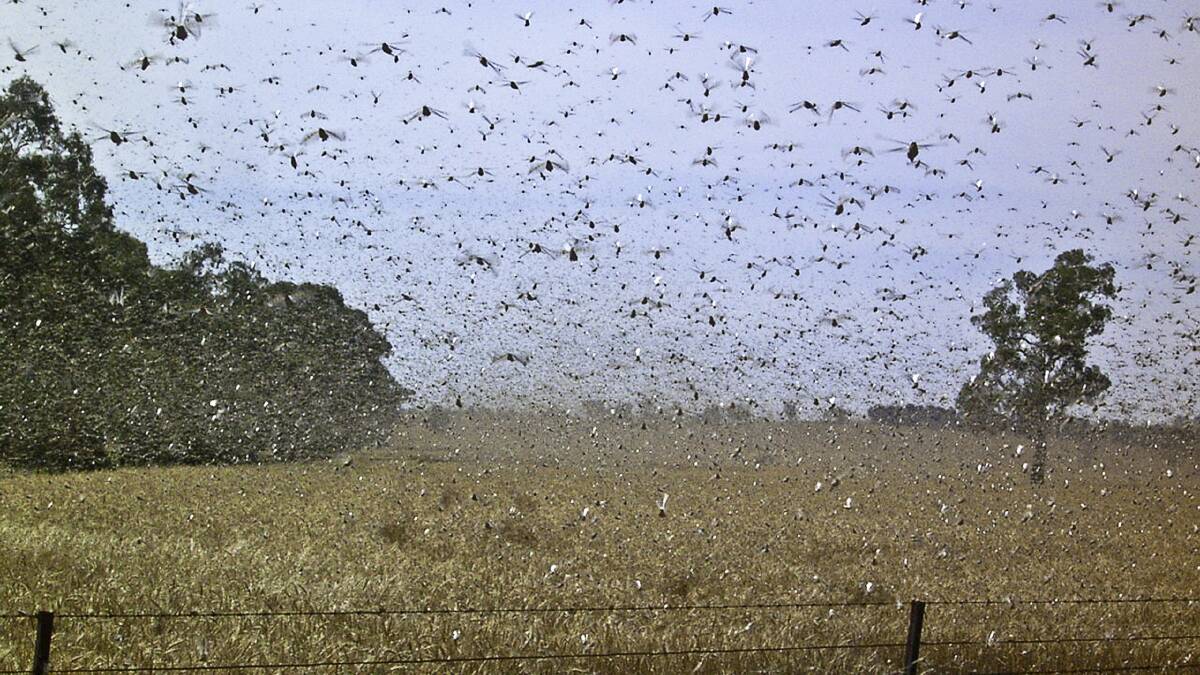Australian plague locusts are finding mates and laying eggs to await spring hatchings out west. Photo: DPI-LLS file