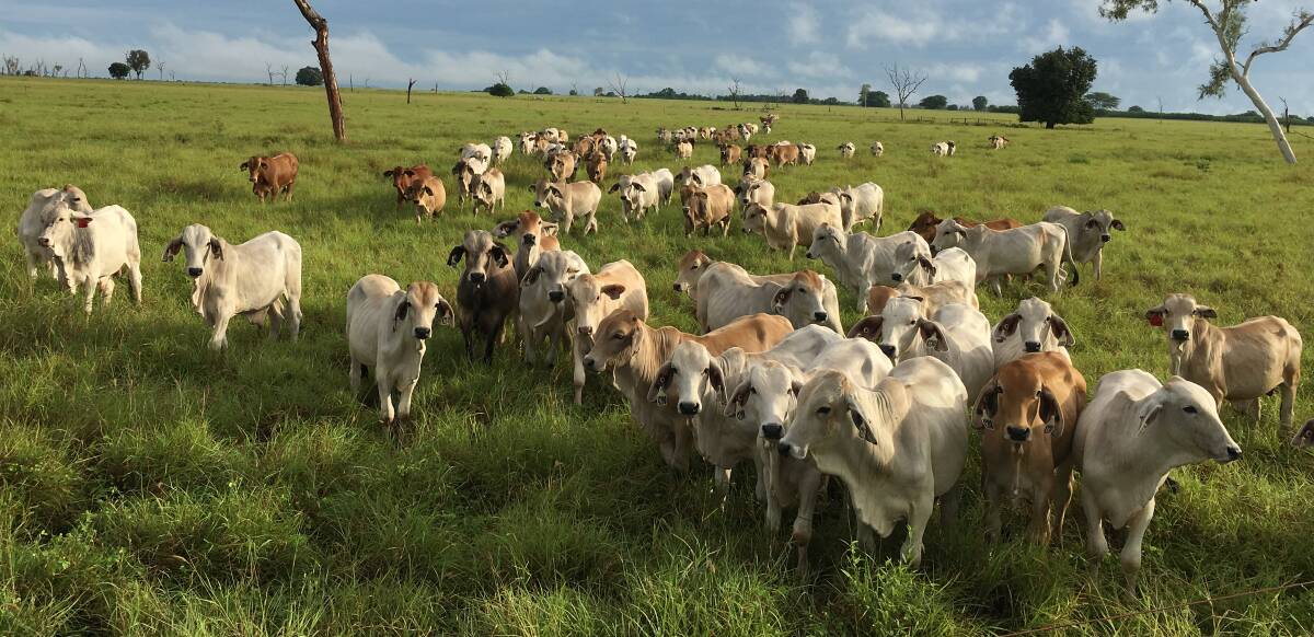 Cattle grazing in the long term grazing management trial at Douglas Daly Research Farm, 220 km south of Darwin. The nine-year study found better cattle performance on set stocked areas than intensively rotationally grazed ones.