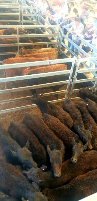 Angus heifers made up the bulk of the heifer lines and topped at $525.