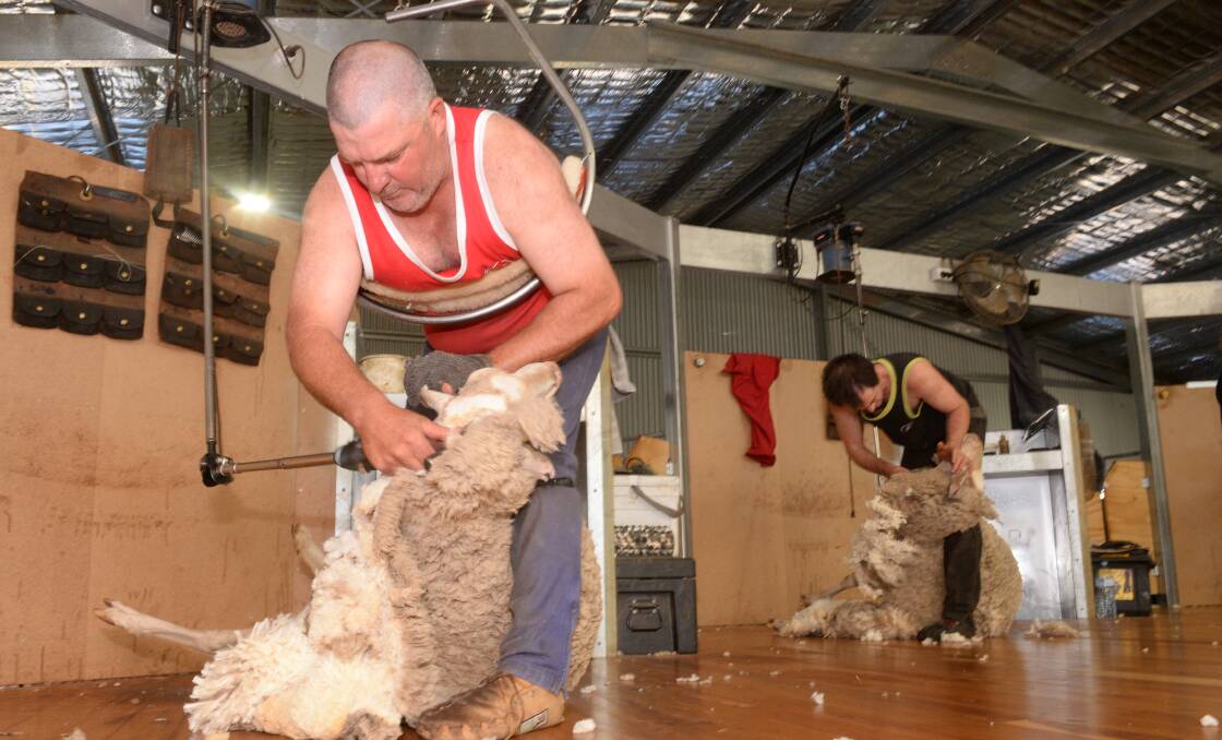 Help 'Em Shearing contractor, Hilton Barrett shows his world championship shearing qualities when sharing the work at the Kiss family's Currawarra shed, Spicers Creek..
