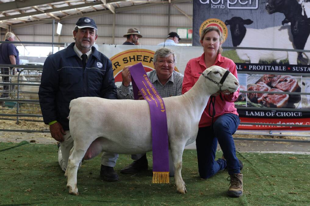 Senior and grand champion White Dorper ewe, was shown by African stud, Moama. Pictured is judge Werner Ferreira, Superior Dorpers, Albury, and Mark Griggs, The Land, Dubbo, presents the sash with Andrea Vagg holding the champion.