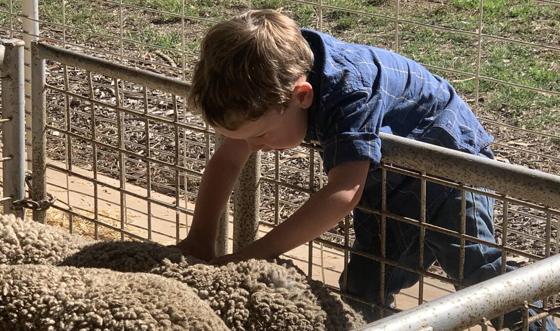 Young Henry Croake, Lucknow, Rylstone, is keeping the family Merino breeding tradition alive and was snapped during the competition at Mudgee showground.