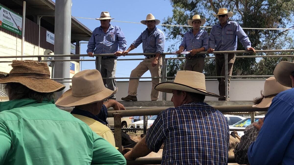 Peter Milling and Company team in action at Dubbo store cattle sale last Friday.