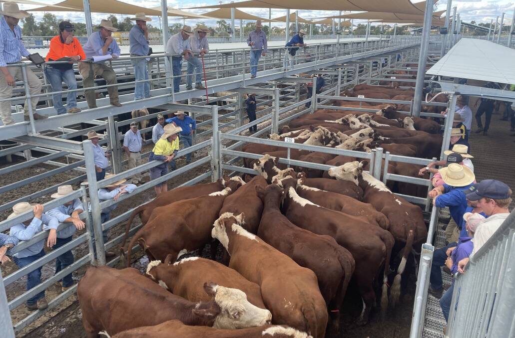 Hereford cows, PTIC $2200.