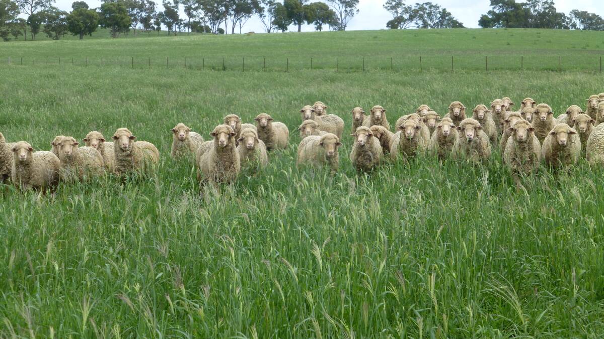 Grazing tropical grass Premier digit at Dunedoo March 2020 on 'The Valley'. Tropical grasses are an integral part of this all sheep grazing business.
