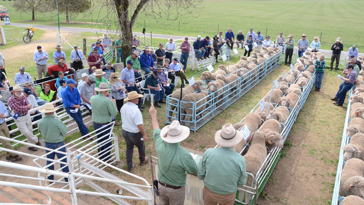 A crowd of Victorian and NSW Merino flock breeders vied for and bought all 88 sale rams in a complete auction clearance for $823 average.