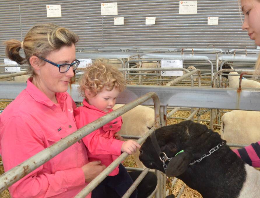 At nearly 2, Abigail Vagg is already at ease with her surrounds, especially around Dorper sheep, something she no doubt gets from her mother, Andrea Vagg, Moama.