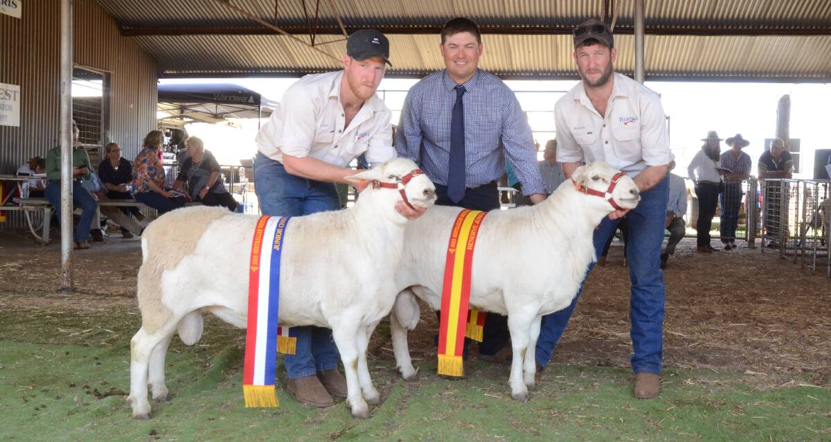 Baringa stud exhibited the junior and reserve champion rams. Lochie Gilmore holds the champion and Brayden Gilmore holds the reserve while the judge, Matthew Sherwood, Templemore, Muringo, stands between.