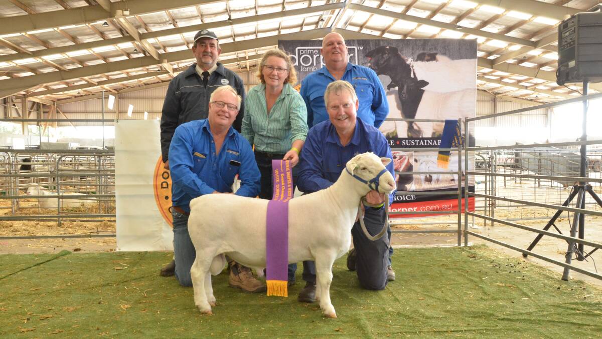 Burrawang stud, Ootha, exhibited the junior and grand champion White Dorper ram. Pictured are Graham Pickles, Vicus Cronje and Malcom Brady of Burrawang stud with judge Werner Ferreira, Superior Dorpers, Albury, and Sandy Pagett, Netanya sud, Wee Waa, presents ribbon.
