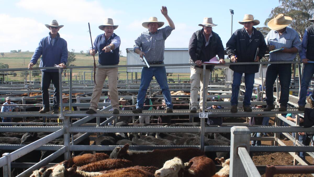 Agents in conjunction selling at a recent Dunedoo store cattle sale, Mark Sheehan, Mark Garland of PT Lord Dakin with Angus Stuart of Milling Stuart, Dunedoo auctioneer, Paul Dakin pencilling while Jamie Stuart and Lachlan Croake spot for bids.