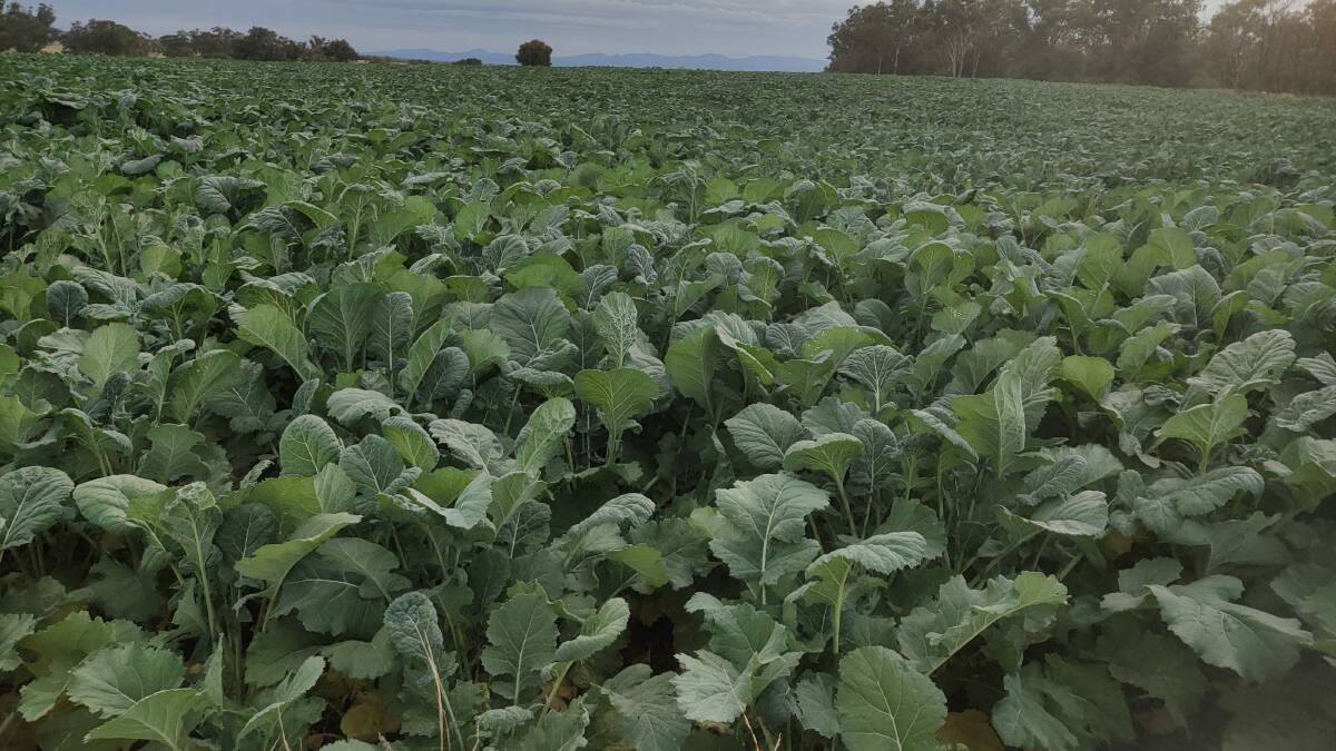 Dual purpose brassica crops add extra control options for grass weeds like barley grass. Cattle health issues can be an extra problem with these crops however.