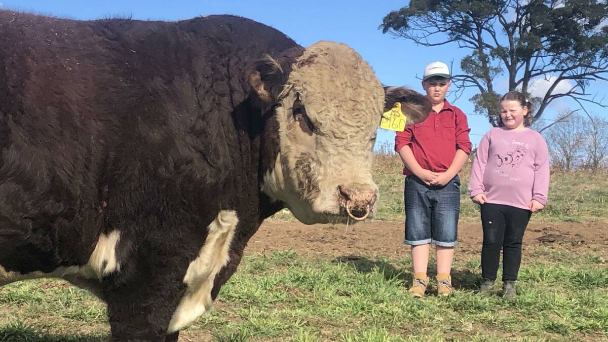Top-priced bull at $16,000 Supple Panlicker with two admirers before he left for his new home at Gunyah stud, Cooma. Dean and Sophie Rumble, children of Supple stud principals Ben and Leanne Rumble, Guyra.