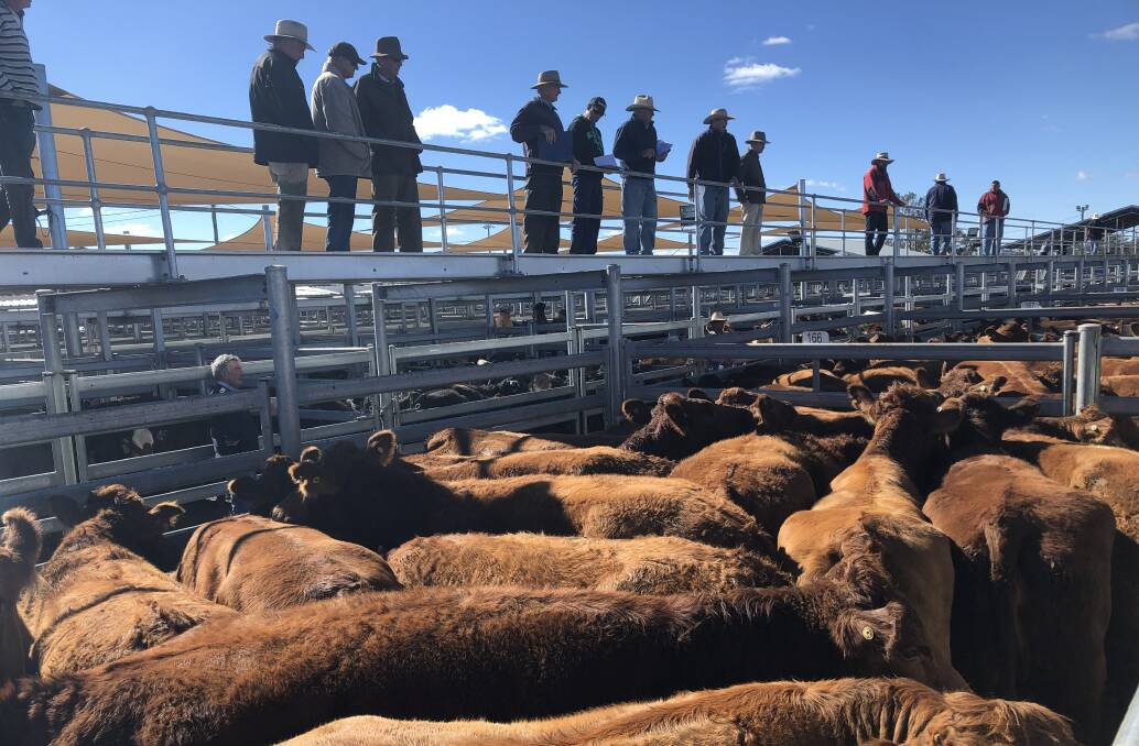 Ray White Rural sold this pen of 18 Limousin cows from Bodangora Trading Trust, Wellington for 275c/kg at Dubbo, also Limousin and Limousin cross heifers to 338.2c/kg.