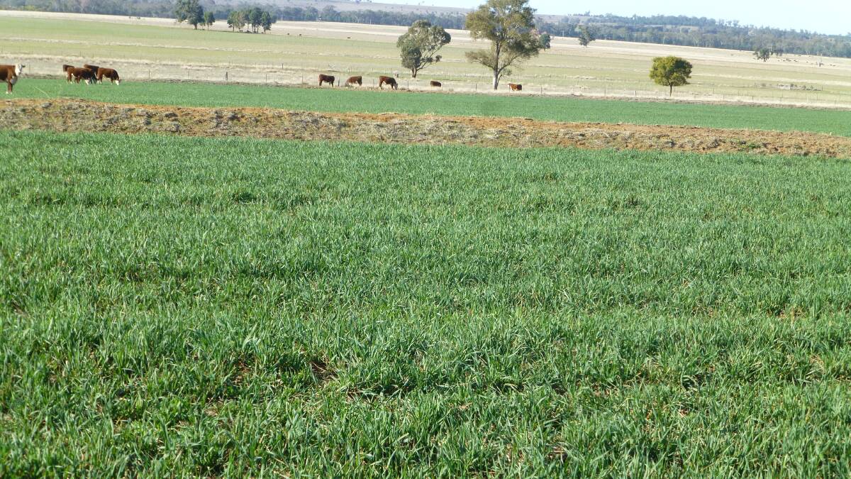 Spring 2018. Useful grazing despite drought on an early sown dual purpose crop. Stored subsoil moisture was critical for useful grazing in the drought period.