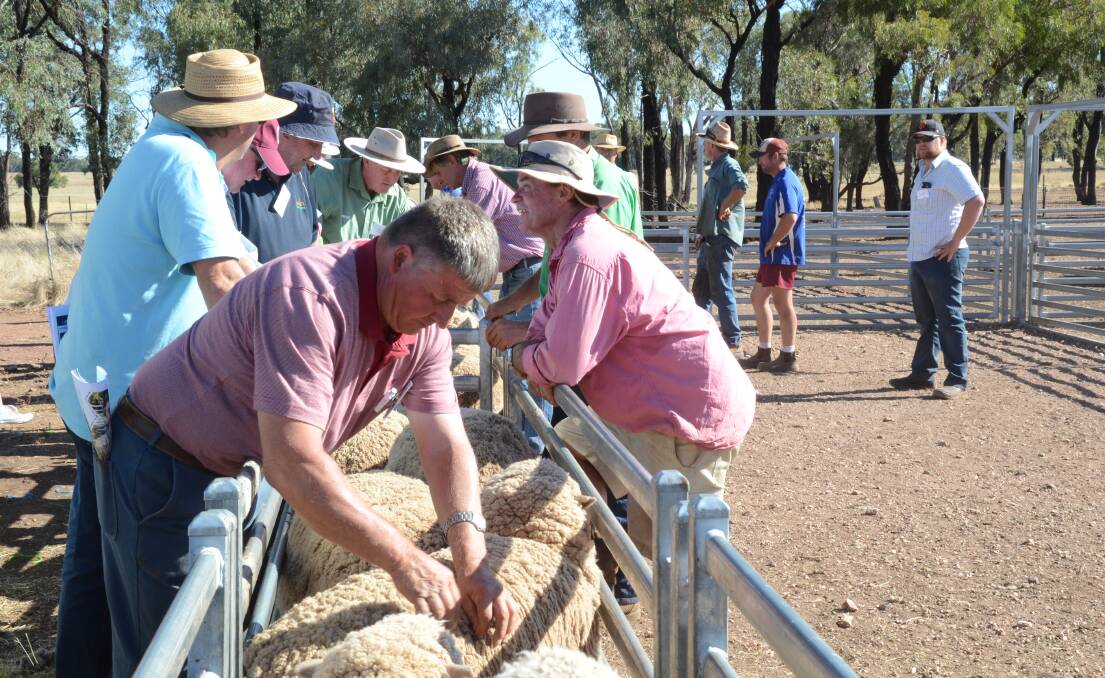 People just love opening the wool to determine their critique of entries. This is a typical scene at any Merino field day flock inspection prior to judges giving their opinions.