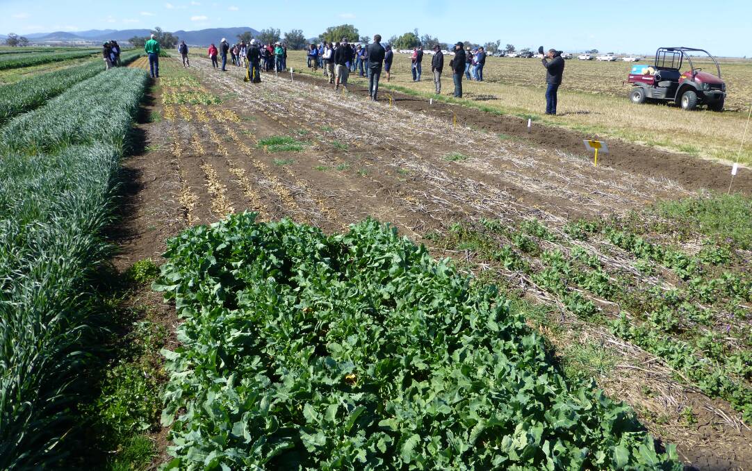 Agronomists and farmers assessing performance of new herbicides at a Corteva Agriscience field day at their Breeza site. A range of new herbicides for winter cropping have been registered in recent times with more to come.