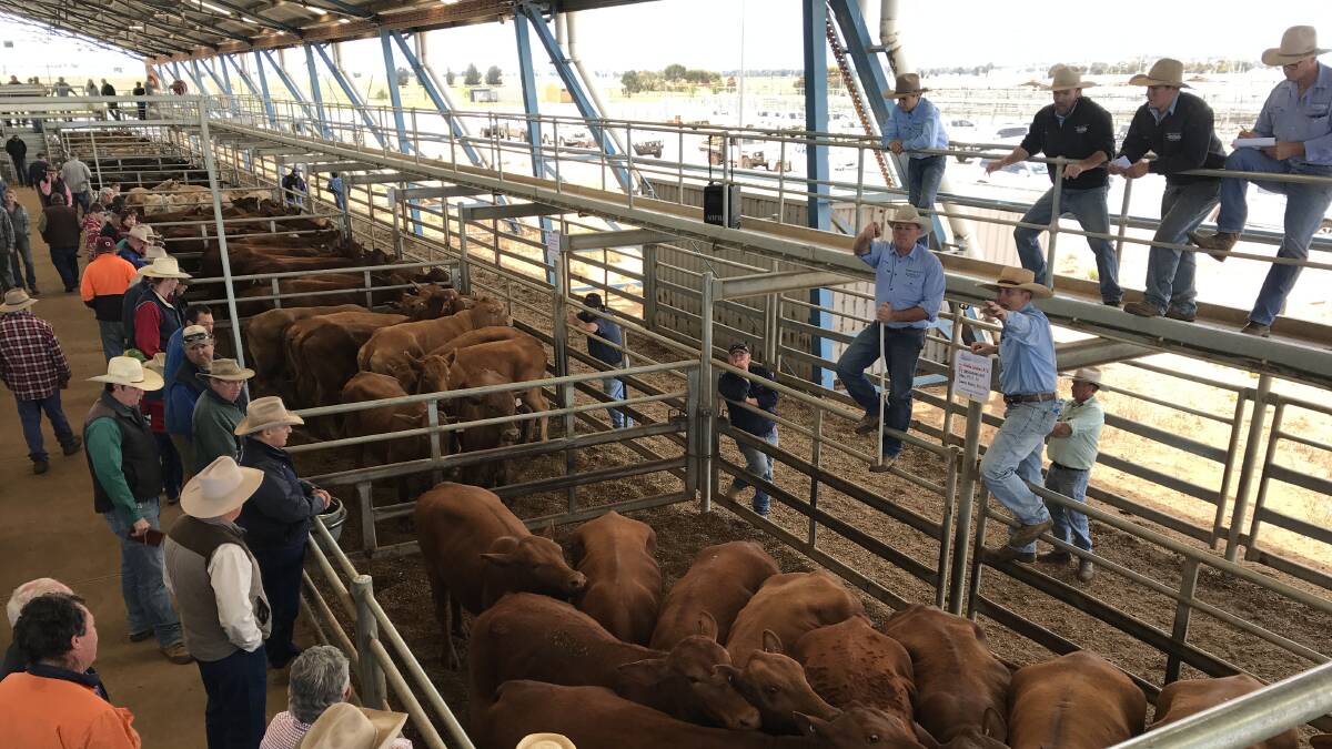 Ryan Browne, Luke Whitty, Sam Smith, Paul Breen, (on fence) Scott Foster and James Litt of Kevin Miller, Whitty, Lennon, sell PTIC cows account Buddha Station, Tilpa.