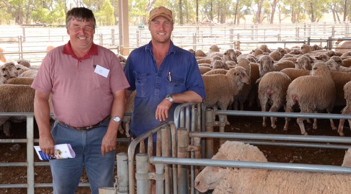 Booroola Merino flock of Lachlan Merinos blood gained third place. Principals Mark and Brad Jones stand proud among their maiden ewes.
