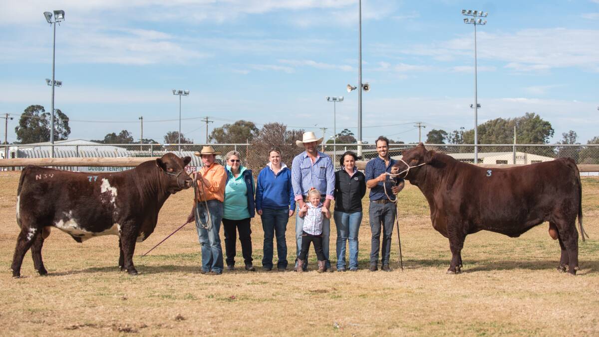 White family, Deeck Pastoral and Fonthill Farm, Oatlands, Tas, outlaid $34,000 for three bulls. Left is $18,000 Trojon Southern Cross Nic, right is $8000 Caskieben Zeus.