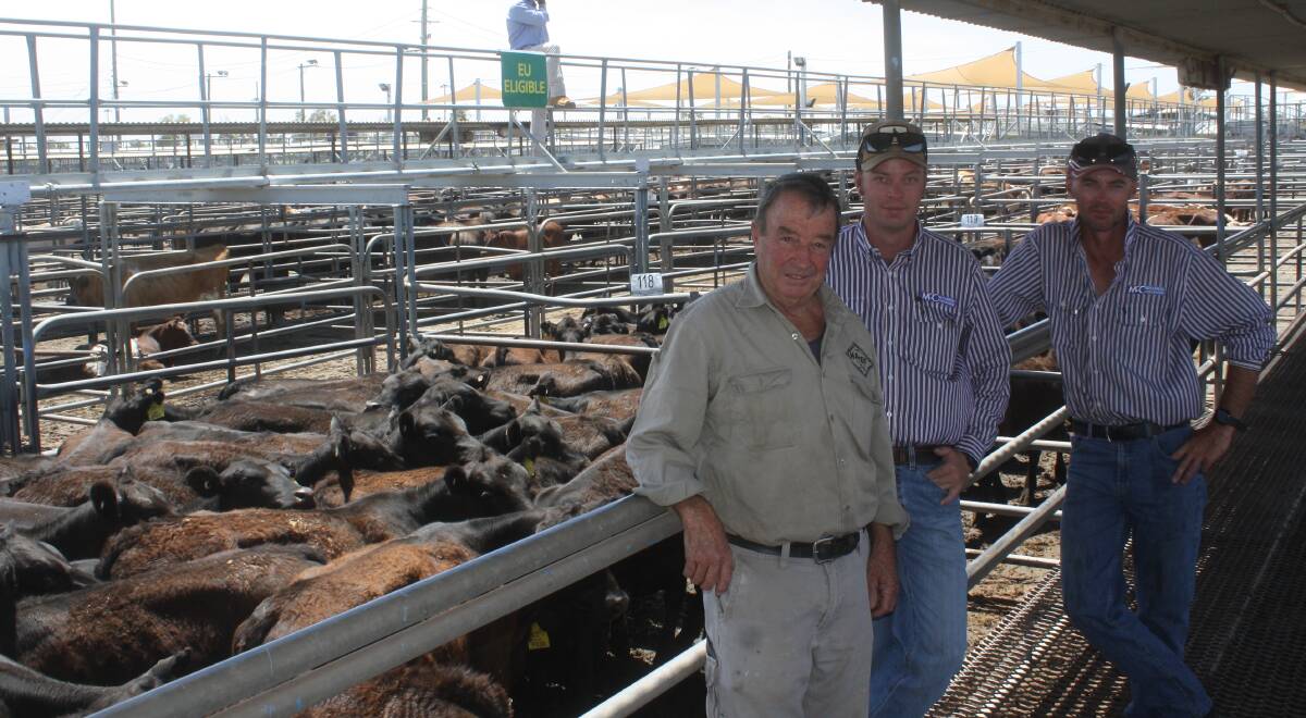 Buyer John Cantrill, Nashdale near Orange, with agents Nick Doulman and Shawn Kirby, McCarron Cullinane, Orange, with a line Angus weaner steers bought at  $490/head from Noan Pastoral, Quambone.  Photo: Rebecca Sharpe.