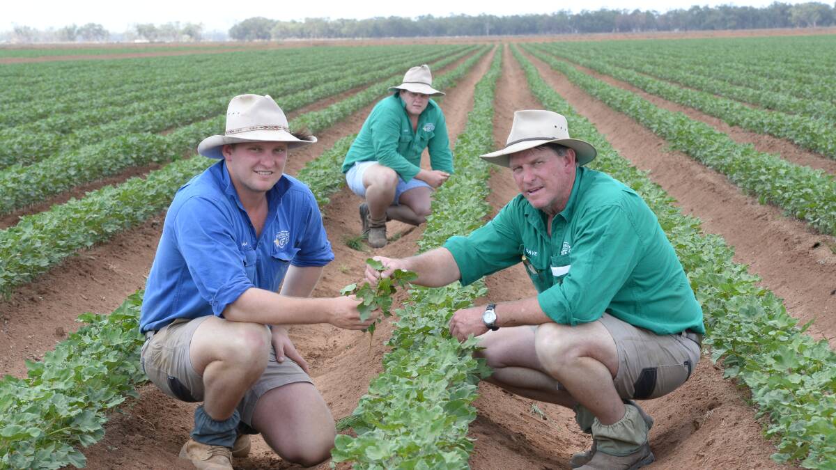 Sam and Jack Fensom with their father, Dave, check their October 5 plantings of 746 Bollgard 3 cotton in a new 32 hectare bankless channel field at Karalee, Hillston. The plants' December growth were up to the 12 to 13 node stage.